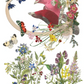IOD Transfer Flora Greca
