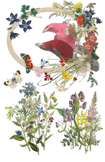IOD Transfer Flora Greca