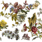 IOD Transfer Floral Anthology