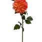 GN Hampstead Dahlia Pssnfruit