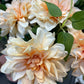 GN Cottage Dahlia Apricot