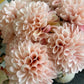 GN Pompom Dahlia Blush