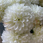 GN Pompom Dahlia White