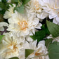 GN Cottage Dahlia White