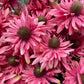 GN Wild Chrysanthemum Pink