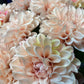 GN Que Dahlia Blush