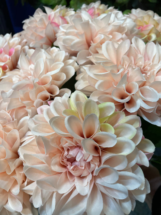 GN Que Dahlia Blush