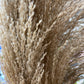 GN Toi Toi Grass