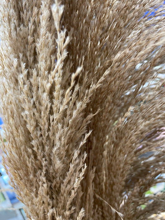 GN Toi Toi Grass