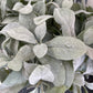 Lambs Ear