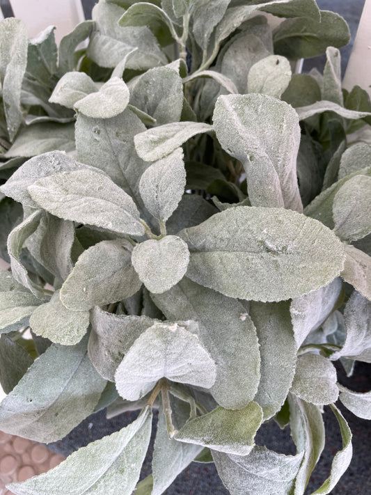 Lambs Ear