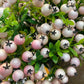 Rattan Berries - Blush Pink