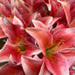 Lily Bundle - Pink