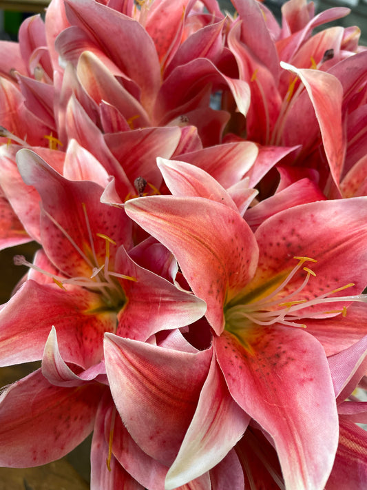 Lily Bundle - Pink