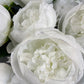 Duchess Peony - White