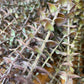 GN Mini Eucalyptus Pulverulent