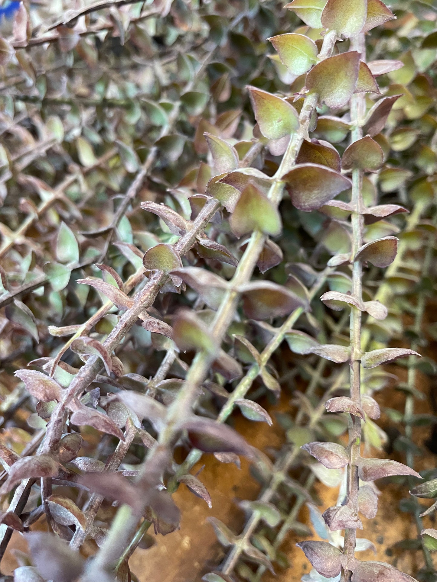 GN Mini Eucalyptus Pulverulent
