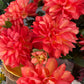 GN Hampstead Dahlia Pssnfruit