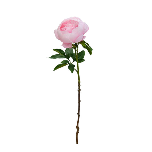 GN Duchess Peony - Pink