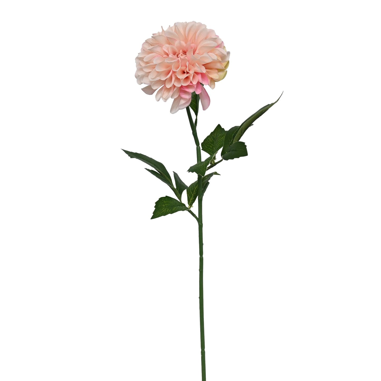 GN Que Dahlia Blush