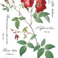 IOD Decor Transfer Pad 31 x 41cm - Redoute II - 8 sheets