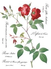 IOD Decor Transfer Pad 31 x 41cm - Redoute II - 8 sheets