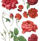 IOD Decor Transfer Pad 31 x 41cm - Redoute II - 8 sheets