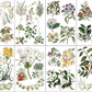 IOD Trfer Sarah Featon's Botanicals