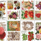 IOD Transfer Seed Catalogue