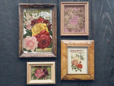 IOD Transfer Seed Catalogue