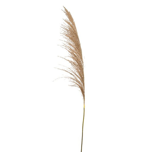 GN Toi Toi Grass