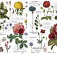 Redesign with Prima Transfer Large - Vintage Botanical