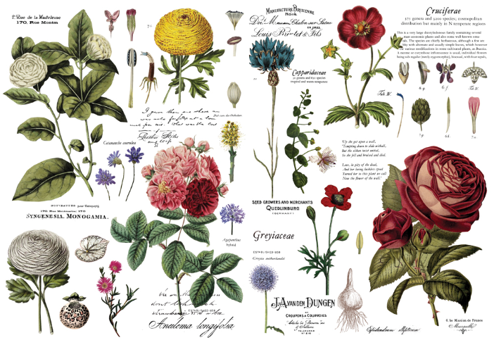 Redesign with Prima Transfer Large - Vintage Botanical