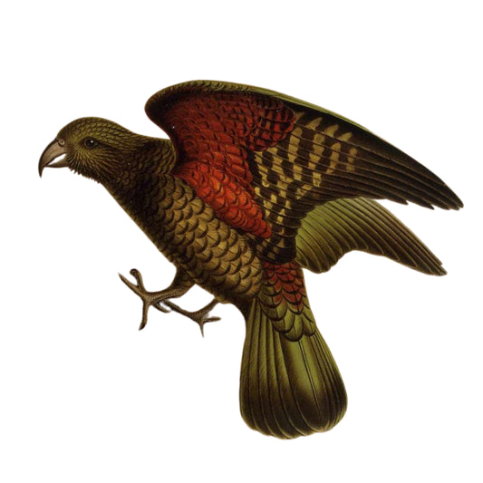 WC Transfer Kea 1
