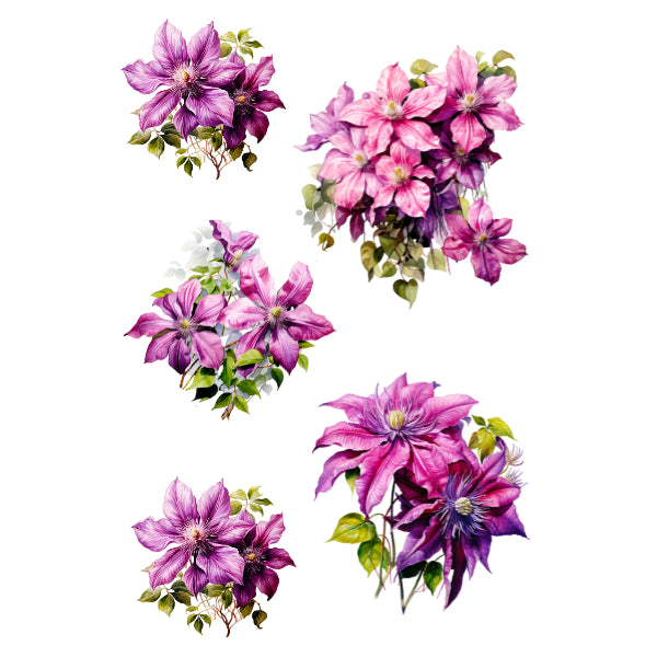 WC Transfer Clematis