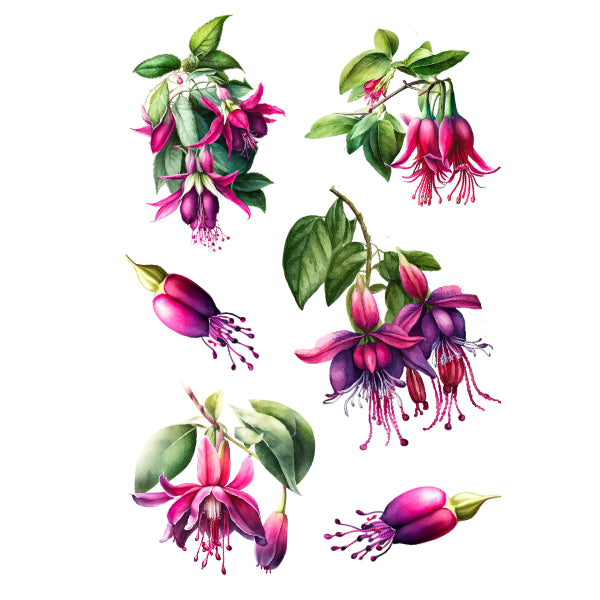 WC Transfr Fuchsia Excorticata