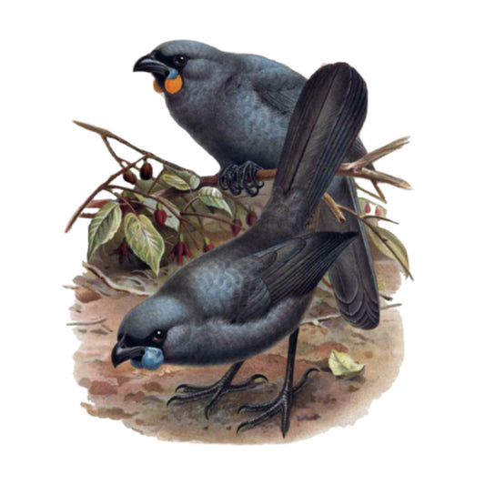 WC Transfer Kokako