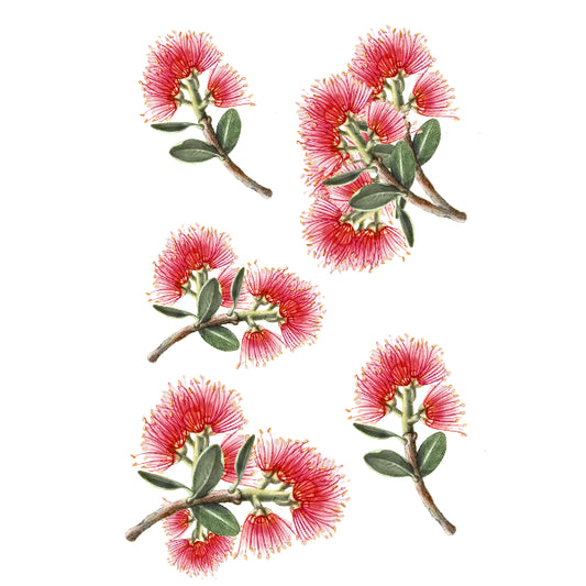 WC Transfer Pohutukawa