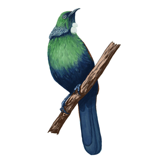 WC Transfer Tui